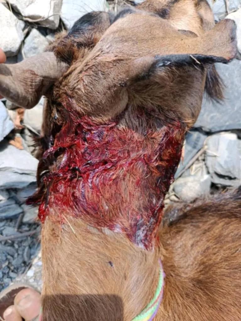 नौगाडमा बाघले बाख्रा खायो