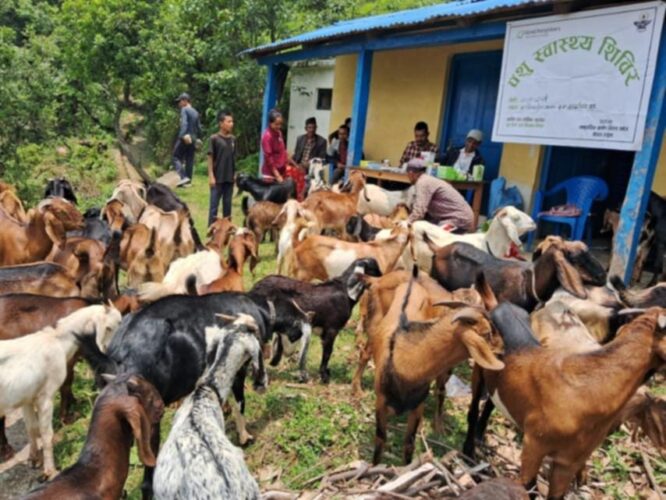 मालिकार्जुनमा पशु स्वास्थ्य शिविर : डेढ हजार बाख्राको औषधोपचार