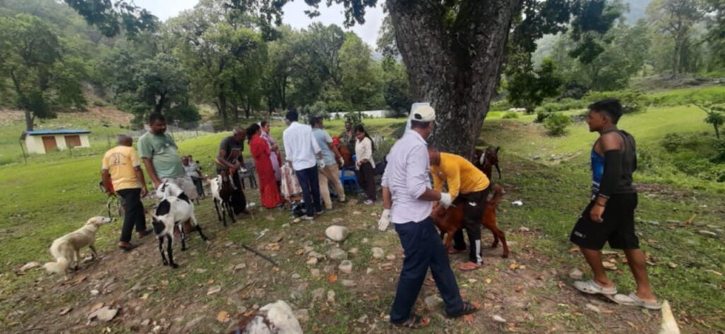 मालिकार्जुन गाउँपालिका–६ मा ४७० बाख्राको शिविरमार्फत औषधोपचार