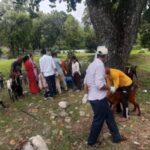 मालिकार्जुन गाउँपालिका–६ मा ४७० बाख्राको शिविरमार्फत औषधोपचार