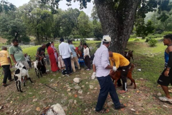 मालिकार्जुन गाउँपालिका–६ मा ४७० बाख्राको शिविरमार्फत औषधोपचार