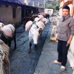 दुम्लिङ, राप्लातिर खाद्यान्नको चामल ढुवानी