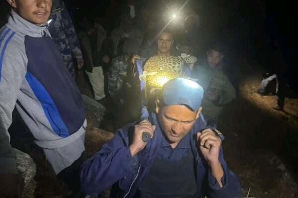 दार्चुलामा पासोमा फसेको चितुवाको उद्धार