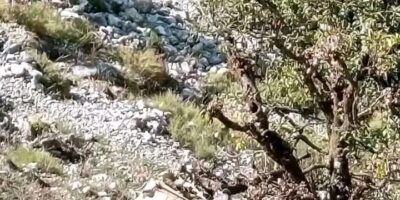 दार्चुलामा जीप दुर्घटनामा दुई जनाको मृत्यु, चार घाइते दार्चुलामा जीप दुर्घटनामा दुई जनाको मृत्यु, चार घाइते