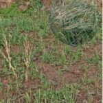 जंगली जनावरले बालीनाली सखाप पार्दै, चिन्तामा किसान