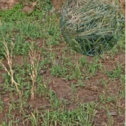 जंगली जनावरले बालीनाली सखाप पार्दै, चिन्तामा किसान