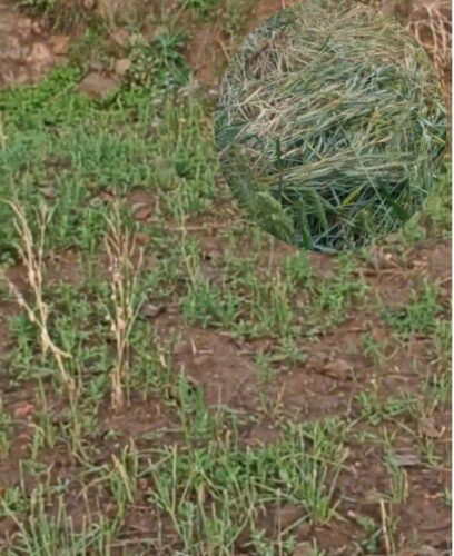 जंगली जनावरले बालीनाली सखाप पार्दै, चिन्तामा किसान