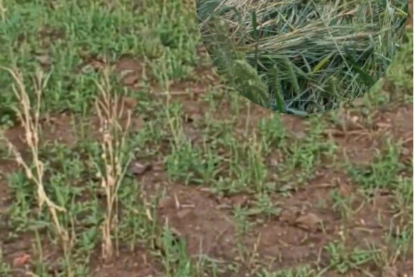 जंगली जनावरले बालीनाली सखाप पार्दै, चिन्तामा किसान