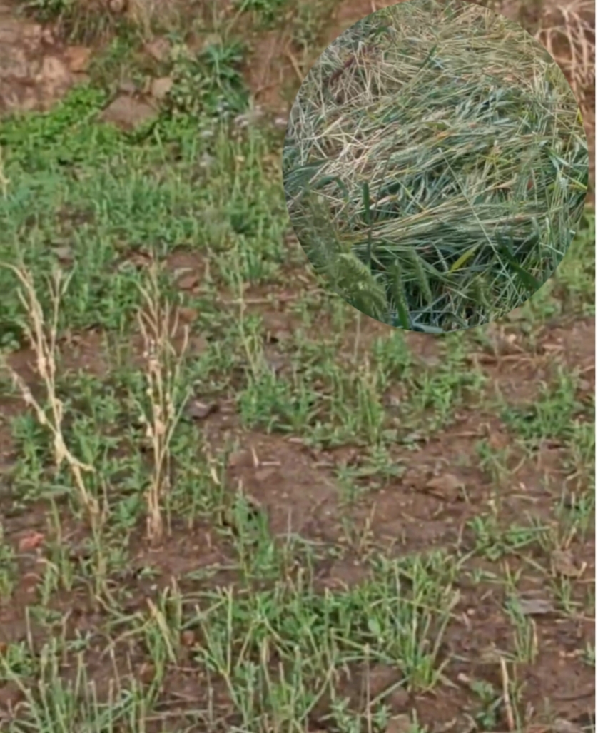 जंगली जनावरले बालीनाली सखाप पार्दै, चिन्तामा किसान