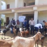 मालिकार्जुनमा पशु स्वास्थ्य शिविर, दुई वडाका आठ सय बढी पशुलाई सेवा
