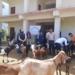 मालिकार्जुनमा पशु स्वास्थ्य शिविर, दुई वडाका आठ सय बढी पशुलाई सेवा