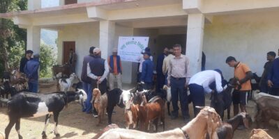 मालिकार्जुनमा पशु स्वास्थ्य शिविर, दुई वडाका आठ सय बढी पशुलाई सेवा