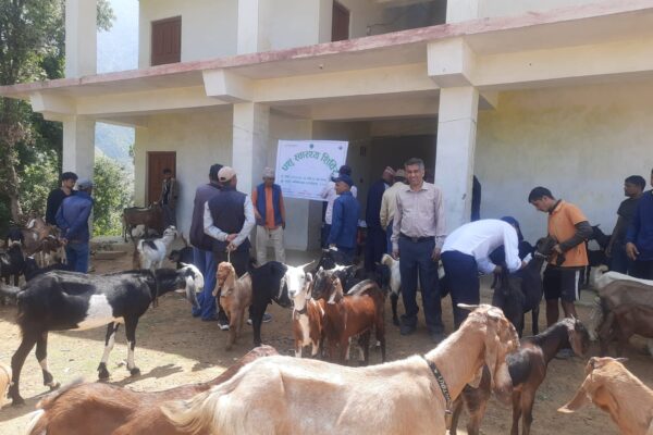 मालिकार्जुनमा पशु स्वास्थ्य शिविर, दुई वडाका आठ सय बढी पशुलाई सेवा