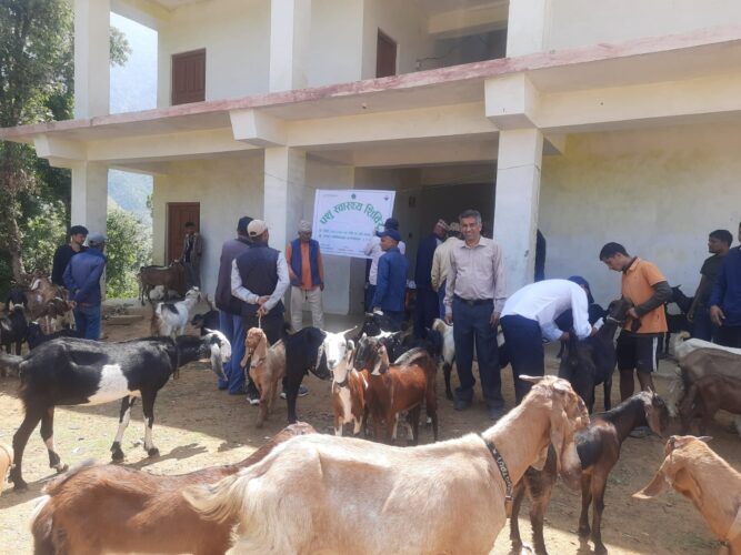 मालिकार्जुनमा पशु स्वास्थ्य शिविर, दुई वडाका आठ सय बढी पशुलाई सेवा